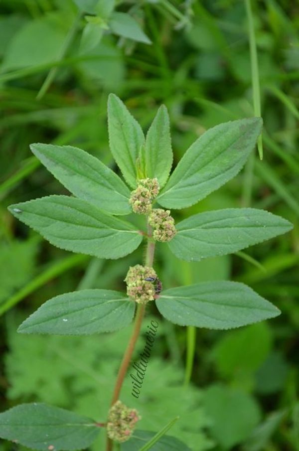 Discover the Amazing Health Benefits of Euphorbia Hirta