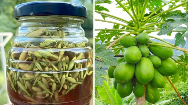 Preparing Papaya Flowers Soaked in Honey for a Healthy Winter