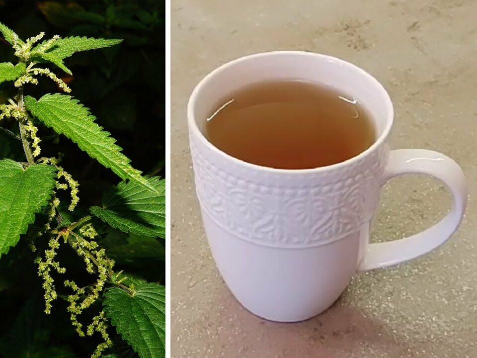 The Most Nutritious Plant on Earth? Here’s How to Make Stinging Nettle